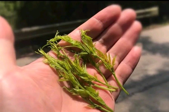 張家界茅巖莓茶與藤茶是同一種茶嗎，藤茶跟莓茶一不一樣？