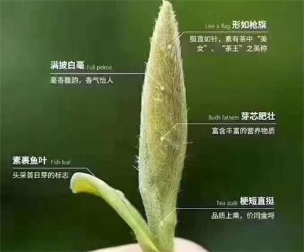 春茶季怎么辨別白毫銀針的好壞，好的白毫銀針如何選購？