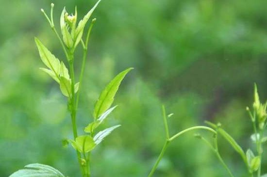 茅巖莓茶別名是什么，莓茶別名叫藤茶嗎？