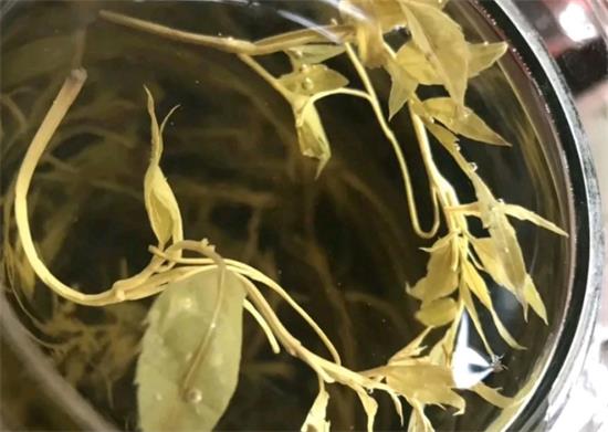 張家界茅巖莓茶與藤茶是同一種茶嗎，藤茶跟莓茶一不一樣？
