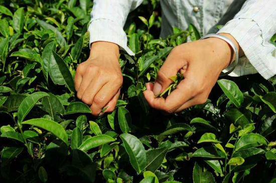 采茶的方法與步驟，如何正確采摘茶葉？