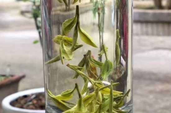 蒸汽煮茶器適合什么茶，蒸汽煮茶器適合用綠茶嗎？