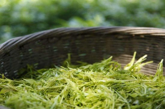 茅巖莓茶加工工藝，莓茶的工藝制作過(guò)程