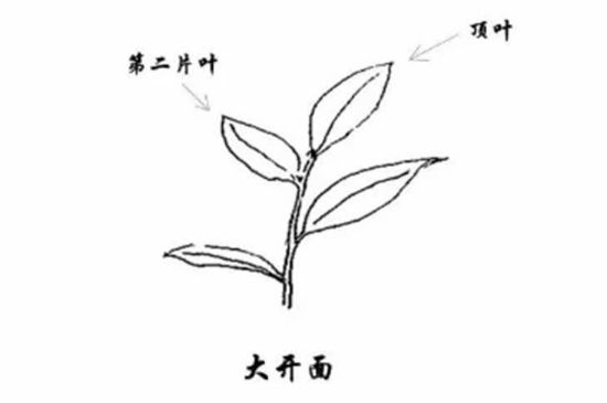 武夷巖茶的初制、精制加工工藝詳細(xì)講解