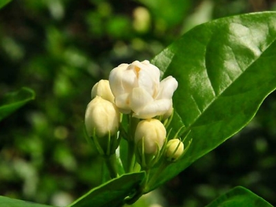 好茉莉茶多少錢(qián)一斤，茉莉花茶價(jià)格