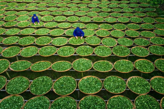 綠茶加工工藝流程圖，綠茶的加工制作包含哪幾個步驟？