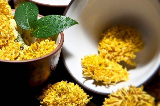 孕婦可以喝菊花茶嗎，菊花對胎兒有致畸作用？