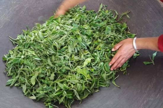 龍井茶炒茶葉怎么炒出好茶色，茶葉怎樣做出來最綠？
