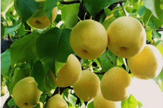 一把真正的本山綠泥壺最低多少錢，什么價格能買到本山綠泥紫砂壺？