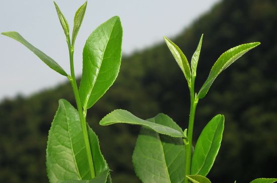 單樅茶什么季節(jié)最好喝，鳳凰單叢茶春茶好還是秋茶好？