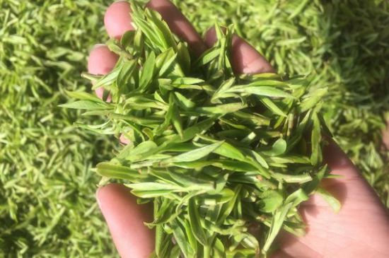 龍井好喝還是毛尖好喝，綠茶是龍井好還是毛尖好？