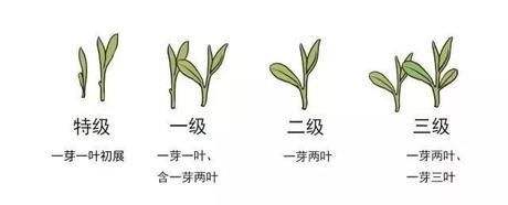 烏牛早和龍井的區(qū)別圖片，龍井43號和烏牛早茶的對比