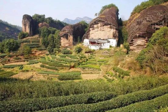 馬頭巖肉桂是大紅袍嗎，大紅袍肉桂屬于什么茶？