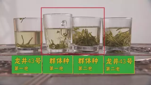 烏牛早和龍井的區(qū)別圖片，龍井43號和烏牛早茶的對比