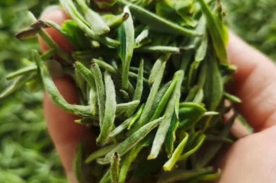 金壇雀舌算不算好茶，金壇雀舌屬于什么檔次茶葉？