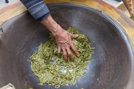 雀舌有一股青草味，雀舌為什么有青草味？