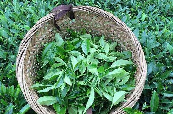 鴨屎香單叢雪片茶的特點，鳳凰雪片茶有什么特點？