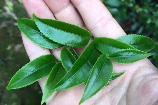 鋸朵仔跟鴨屎香哪個貴，鋸朵子和鴨屎香哪個好喝？