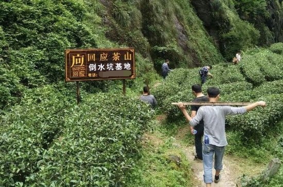 300塊錢的金駿眉能喝嗎，兩三百多金駿眉和一千多區(qū)別