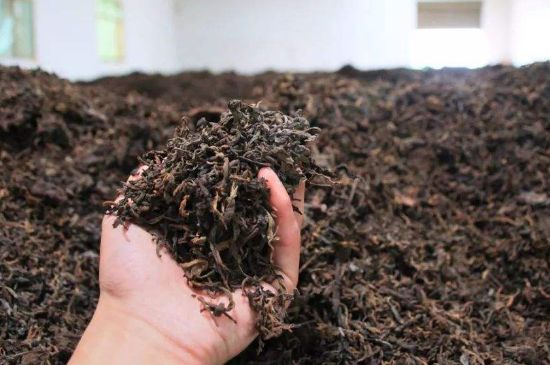 茯磚茶與普洱茶哪個(gè)好，茯茶和普洱茶口味區(qū)別