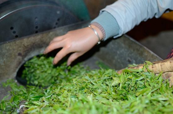 雀舌有一股青草味，雀舌為什么有青草味？