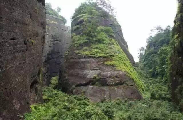 武夷山為什么盛產(chǎn)茶葉，武夷山茶為什么好喝？