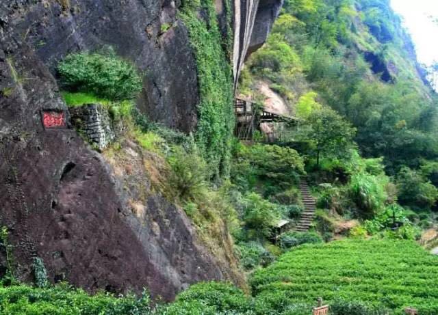 武夷山為什么盛產(chǎn)茶葉，武夷山茶為什么好喝？