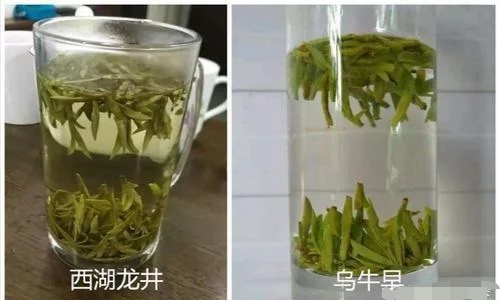 烏牛早和龍井的區(qū)別圖片，龍井43號和烏牛早茶的對比