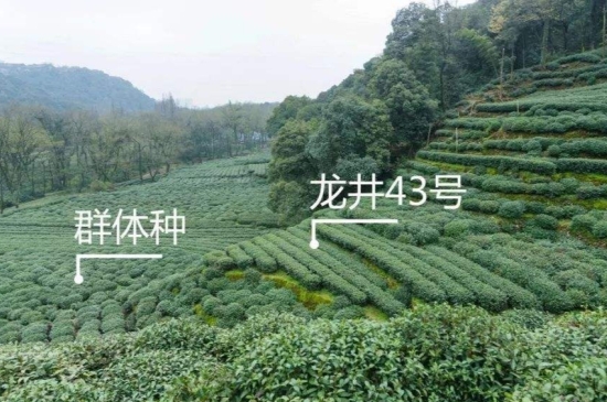 43號(hào)龍井屬于好茶嗎，龍井茶43號(hào)是什么意思？