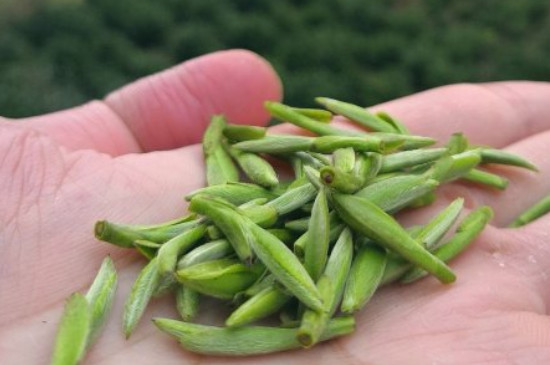 什么綠茶茶葉唇齒留香，哪個(gè)品種綠茶香氣好？