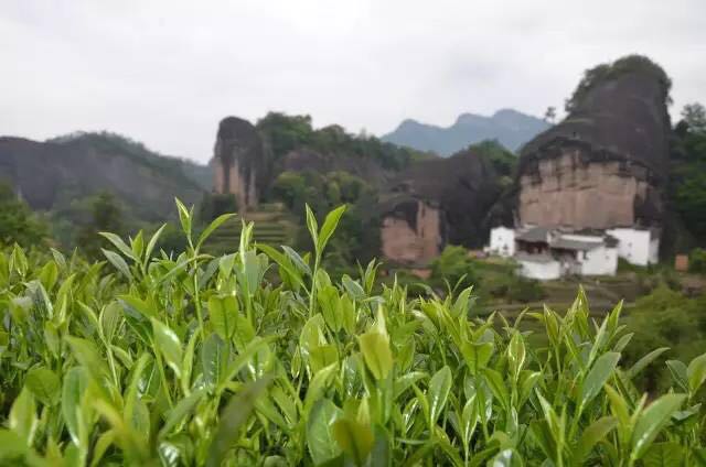 武夷山為什么盛產(chǎn)茶葉，武夷山茶為什么好喝？