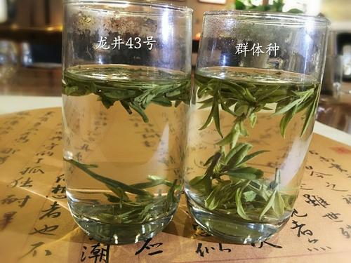 烏牛早和龍井的區(qū)別圖片，龍井43號和烏牛早茶的對比