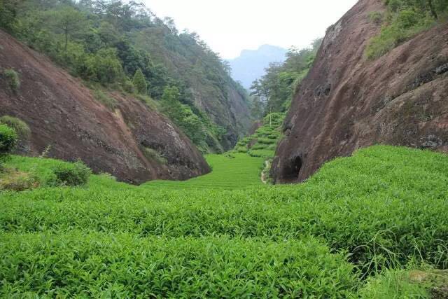 武夷山為什么盛產(chǎn)茶葉，武夷山茶為什么好喝？