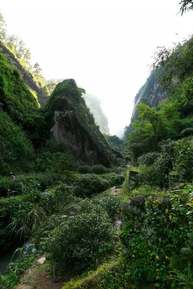 武夷山為什么盛產(chǎn)茶葉，武夷山茶為什么好喝？
