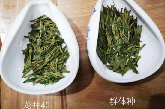 43號(hào)龍井屬于好茶嗎，龍井茶43號(hào)是什么意思？