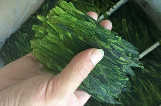 什么綠茶味道濃香，那個(gè)綠茶比較濃香？