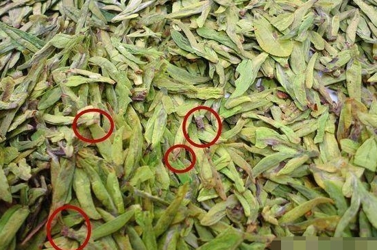 烏牛早和龍井的區(qū)別圖片，龍井43號和烏牛早茶的對比