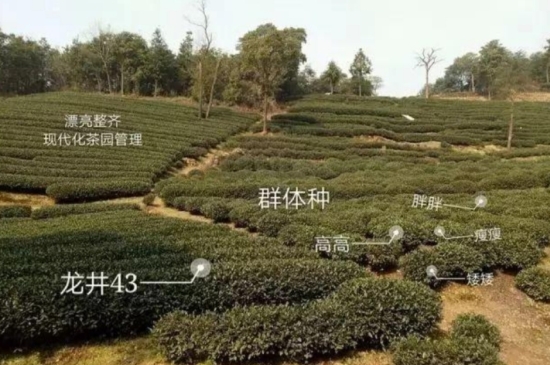 43號(hào)龍井屬于好茶嗎，龍井茶43號(hào)是什么意思？