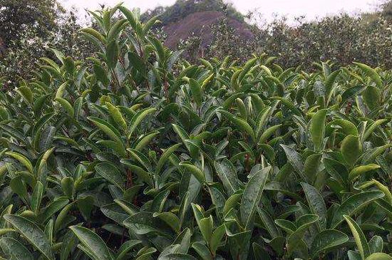 馬頭巖肉桂是大紅袍嗎，大紅袍肉桂屬于什么茶？
