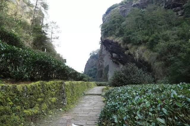 武夷山為什么盛產(chǎn)茶葉，武夷山茶為什么好喝？