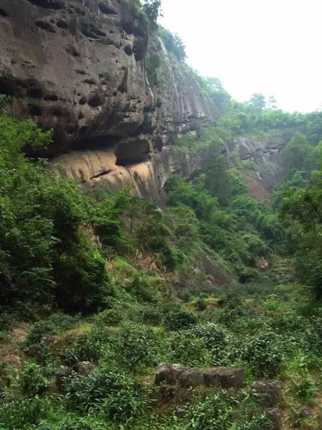 武夷山為什么盛產(chǎn)茶葉，武夷山茶為什么好喝？