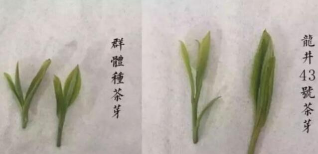 43號(hào)龍井屬于好茶嗎，龍井茶43號(hào)是什么意思？