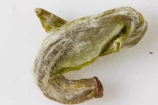 羊巖勾青是綠茶嗎，羊巖勾青茶屬于什么茶？