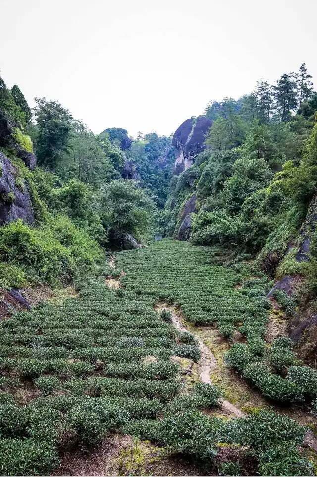 武夷山為什么盛產(chǎn)茶葉，武夷山茶為什么好喝？