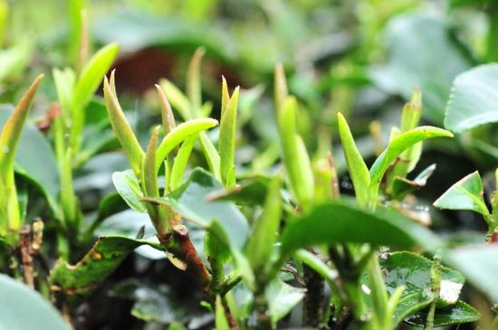 單樅茶什么季節(jié)最好喝，鳳凰單叢茶春茶好還是秋茶好？