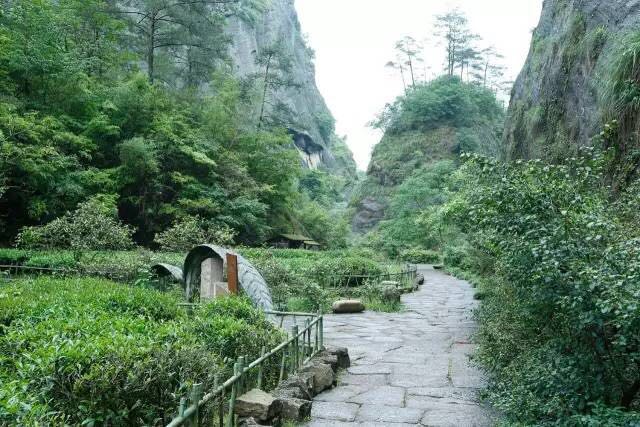 武夷山為什么盛產(chǎn)茶葉，武夷山茶為什么好喝？