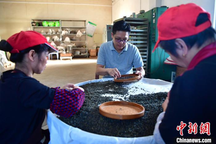 圖為張?jiān)涝谏a(chǎn)車間內(nèi)與工人一起查看茶葉品質(zhì)?！埍?攝