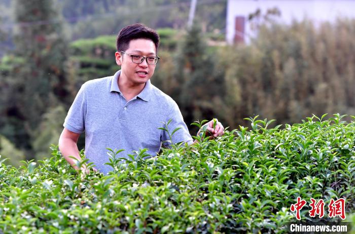 “臺二代”張?jiān)栏＝ㄉ钌椒N茶十年：“來了，就對了”